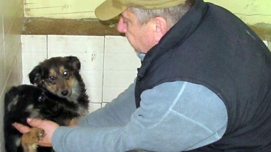 Poszedł do lasu, znalazł psy, uratował im życie