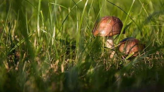 Poszła na grzyby, zacięła się nożem. Gdy ją znaleziono już nie żyła