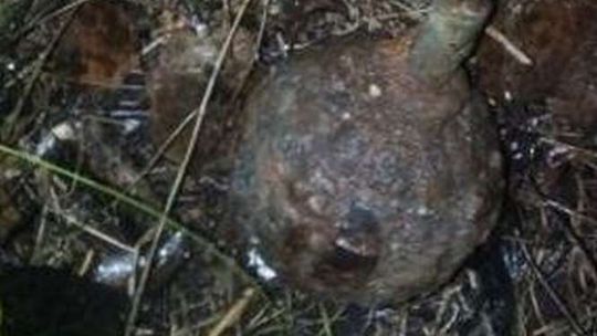 Poszła na grzyby, znalazła granat