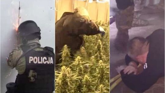 Potężna plantacja konopi indyjskich pod Lublinem. Wietnamczycy mieli ponad 50 kg marihuany