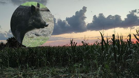 "Potrafią gonić rowerzystów i samochody". Radny alarmuje w sprawie dzików