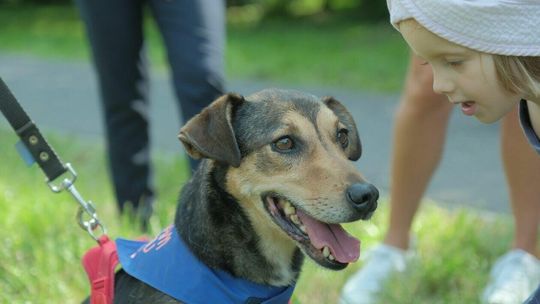 Potrzebna karma. Noworoczna zbiórka dla zwierząt