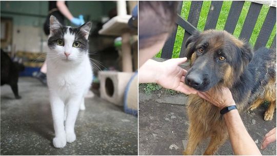 Potrzebna pomoc dla "Tulimy". Stowarzyszenie pomagające zwierzętom szuka nowego lokum