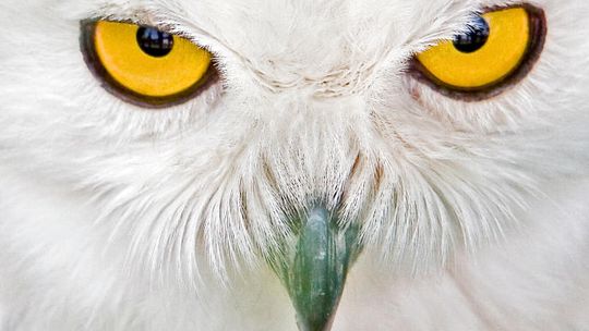 Pow. kraśnicki: Strażacy pomagali schwytać sowę