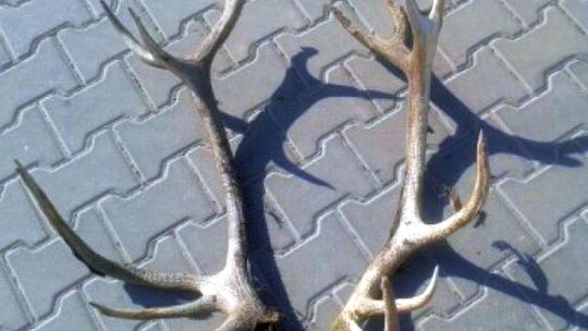 Poważne kłopoty za odcięcie poroża martwego jelenia