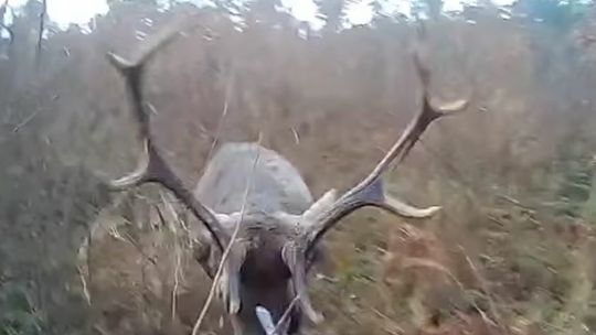 Poważny wypadek na polowaniu.  W gąszczu koło Chełma jeleń znokautował myśliwego