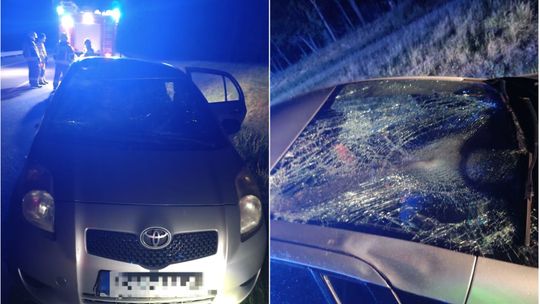 Poważny wypadek z udziałem zwierzęcia