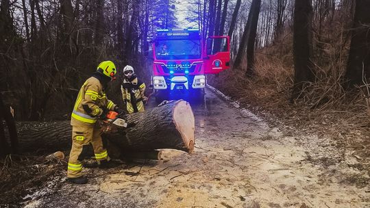Powiało i powaliło. Wiele gospodarstw wciąż nie ma prądu