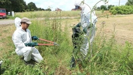 Powiat bialski: Barszcz Sosnowskiego coraz bardziej się rozprzestrzenia