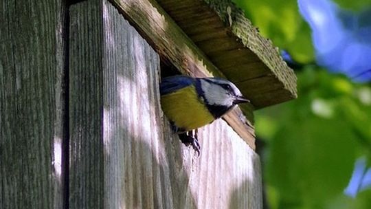 Powiat bialski: Rozdają budki lęgowe dla ptaków