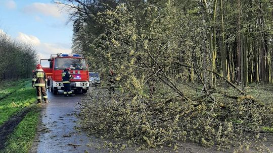 Powiat chełmski. Drzewo spadło na jezdnię. Powodem nie była wichura