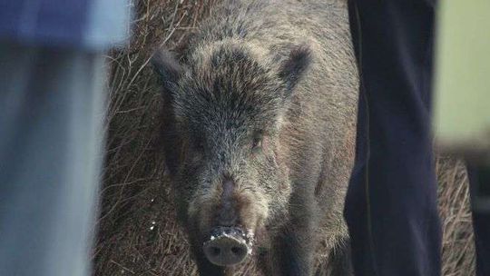Powiat łęczyński: Więcej dzików do odstrzału