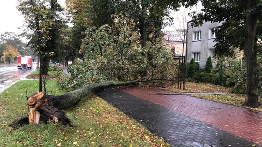 Powiat puławski po wichurze. Silny wiatr łamał drzewa jak zapałki