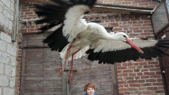 Powiedz Stefan, gdzieś ty był?