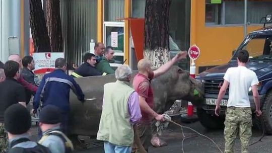 Powódź w Gruzji. Lwy, tygrysy i hipopotamy na ulicach Tbilisi (wideo)