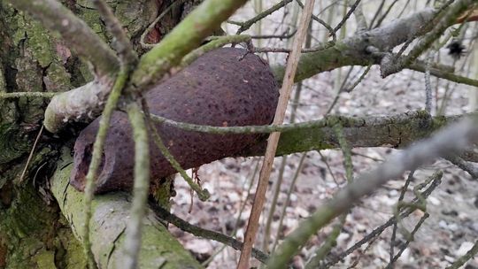 Powojenne znalezisko w lesie niedaleko Puław. Rodzi wiele pytań