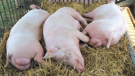 Powszechny spis rolny. Praca dla rachmistrzów. Ile będzie można zarobić?