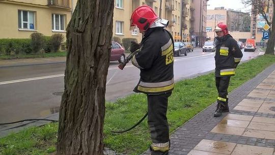 Pożar drzewa na ul. Hempla. Ktoś rzucił niedopałek?