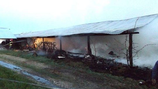 Pożar fermy drobiu. Spaliło się 10 tys. piskląt indyków (zdjęcia)