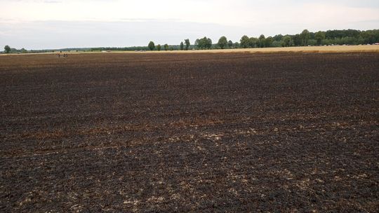 Pożar pól ze zbożem koło Radzynia Podlaskiego. To było podpalenie?