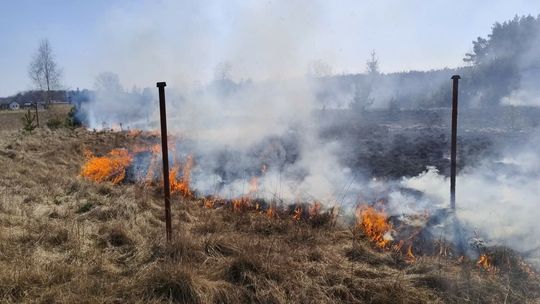 Pożar traw w pobliżu jezora Piaseczno. Zaraz obok domki letniskowe i las