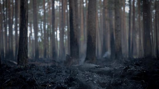 Pożar w Puszczy Solskiej opanowany. Strażacy: ogień już się nie rozprzestrzeni