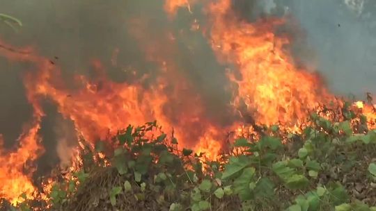 Pożary lasów w Amazonii. Brazylia nie ma pieniędzy, by je ugasić [wideo]