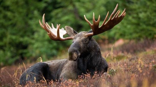 Poznaj "gapiszony". "Łosie są wyjątkowymi zalotnikami". Spotkania w parkach