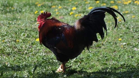 Pożyczył sąsiadowi koguta, aby pokrył jego kury. Ptak zdechł