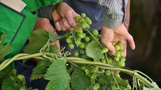 Praca sezonowa – może za granicą?