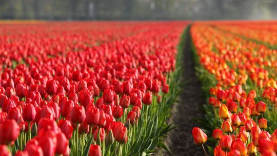 Praca sezonowa w Holandii. Co warto wiedzieć, ile można zarobić?