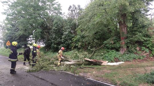 Pracowita niedziela strażaków. Drzewo spadło na jadący samochód