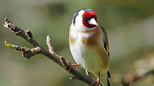 Pracownik rzeźni po pracy jest birdwatcherem. Ponoć nie ma lepszego relaksu