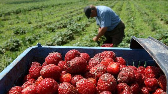 Pracownik z Ukrainy nie będzie tańszy?
