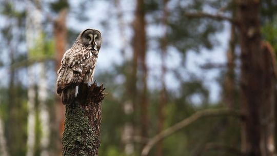 Prawdziwa gratka dla miłośników zwierząt. Można podglądać rzadkiego puszczyka mszarnego