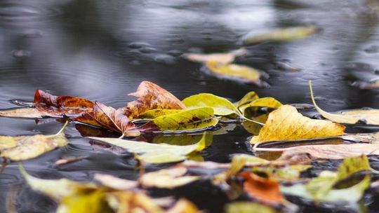Prawdziwie jesienna aura. Prognoza pogody na najbliższy tydzień