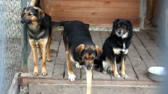 Prawie 200 psów czeka na nowy dom