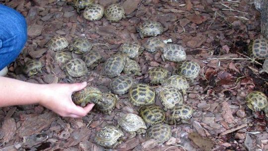 Prawie 200 żółwi z przemytu trafiło do zoo w Zamościu