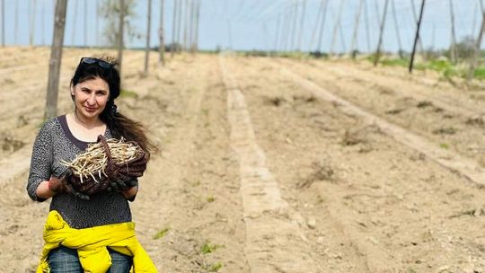Prawie jak szparagi. Pędy chmielu na talerzu