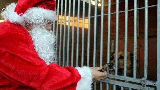 Prezenty dla bezdomnych psów ze schroniska w Białej Podlaskiej