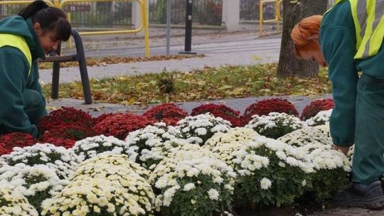 Prezydent Chełma chce wesprzeć cmentarny biznes. Odkupi chryzantemy