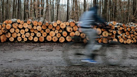 Prezydent Lublina zapowiada starania o ochronę lasów Stary Gaj i Dąbrowa