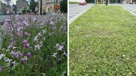 Prezydent Żuk przyznaje: "łąkę skoszono przypadkiem". Urzędnicy twierdzili wczoraj coś innego