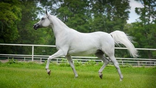 "Pride of Poland": 16-letnia Emira ma być gwiazdą aukcji w Janowie Podlaskim