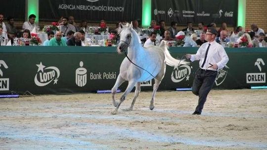 Pride Of Poland 2016. Były prezes o aukcji: Tragedia