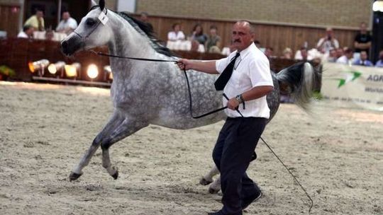 Pride of Poland 2016. Katalog aukcyjny arabów jest gotowy 