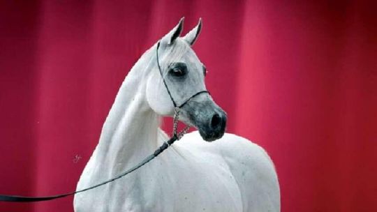 Pride of Poland 2018 i Summer Sale: Znamy listę koni na aukcję 