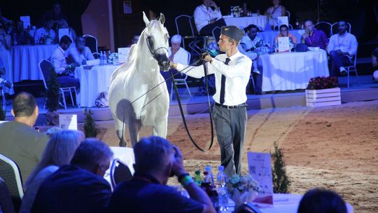 Pride of Poland 2019. Sprzedano konie za prawie 1,4 mln euro. Najdroższa Galerida [zapis relacji]