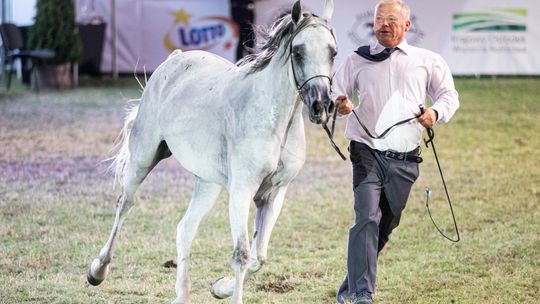 Pride of Poland 2020. Minister Ardanowski: – Aukcja koni okazała się sukcesem organizacyjnym