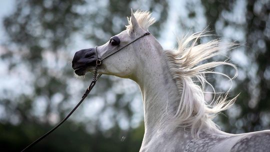 Pride of Poland 2022. Konie na aukcję już wybrane. Ile trzeba zapłacić za wejście? 
